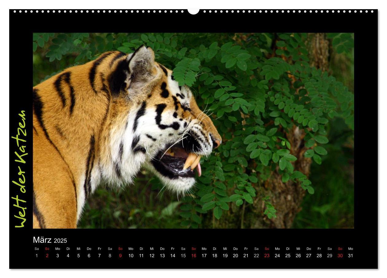 Bild: 9783435774920 | Welt der Katzen - Tiger (Wandkalender 2025 DIN A2 quer), CALVENDO...