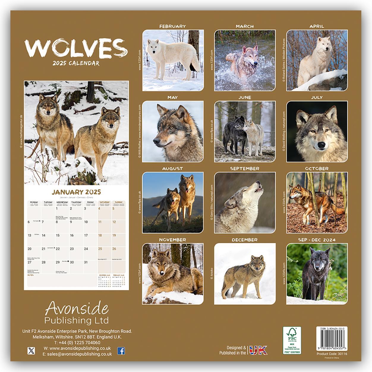 Rückseite: 9781804604557 | Wolves - Wölfe 2025 - 16-Monatskalender | Avonside Publishing Ltd