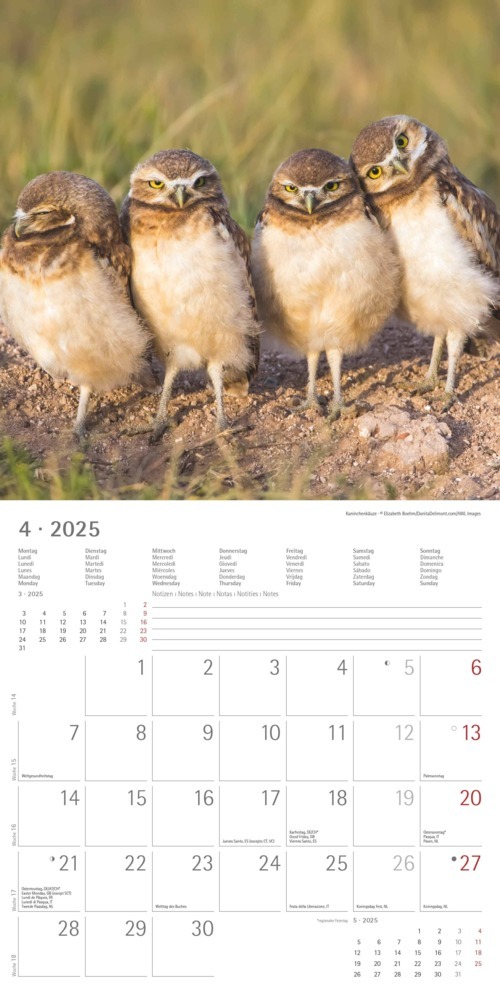 Bild: 4251732340735 | Alpha Edition - Eulen 2025 Broschürenkalender, 30x30cm,...