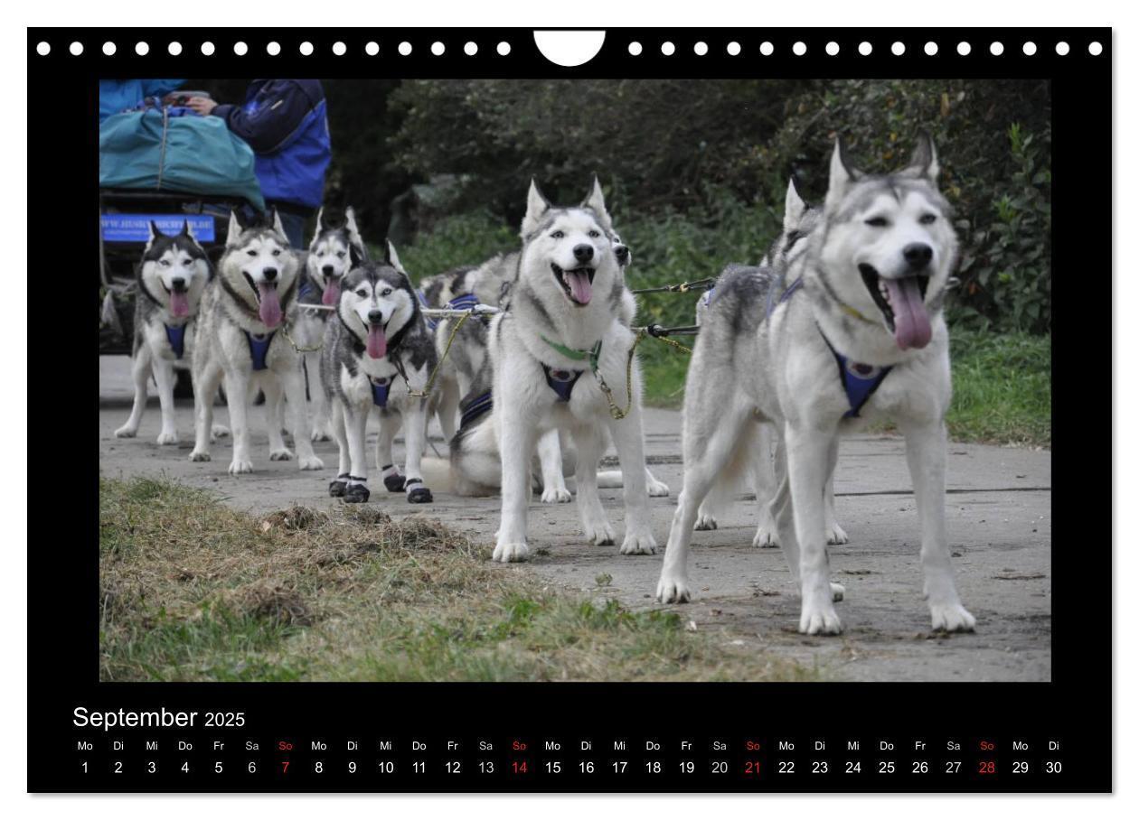 Bild: 9783435837649 | Husky-Kalender (Wandkalender 2025 DIN A4 quer), CALVENDO...