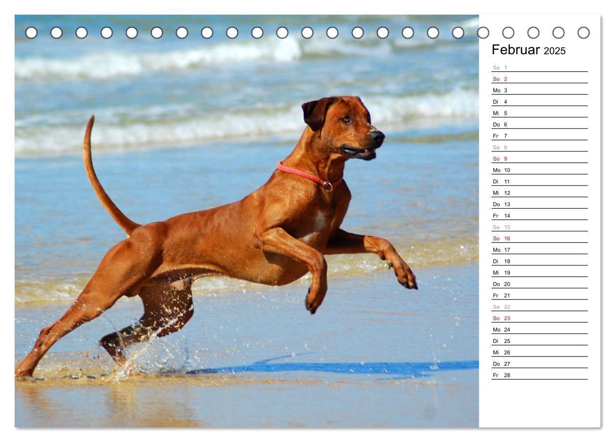 Bild: 9783435450664 | Rhodesian Ridgeback Terminkalender (Tischkalender 2025 DIN A5...