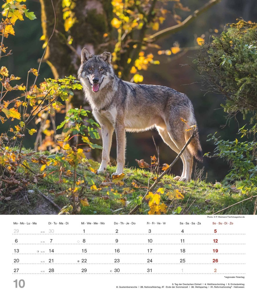 Bild: 4251732342166 | Alpha Edition - Mythos Wolf 2025 Bildkalender, 30,x34cm, Kalender...