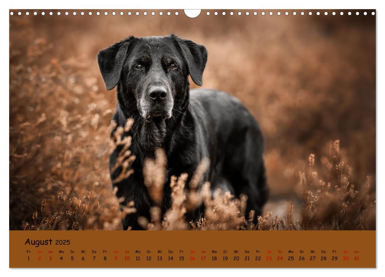 Bild: 9783383960284 | Labrador Retriever - Vielfalt auf Vier Pfoten (Wandkalender 2025...