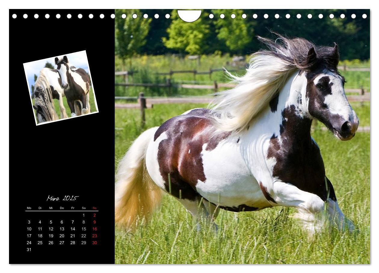 Bild: 9783435748112 | Irish Tinker (Wandkalender 2025 DIN A4 quer), CALVENDO Monatskalender