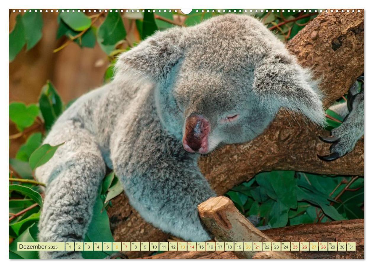 Bild: 9783435587827 | Koala - kleiner Teddy (Wandkalender 2025 DIN A2 quer), CALVENDO...