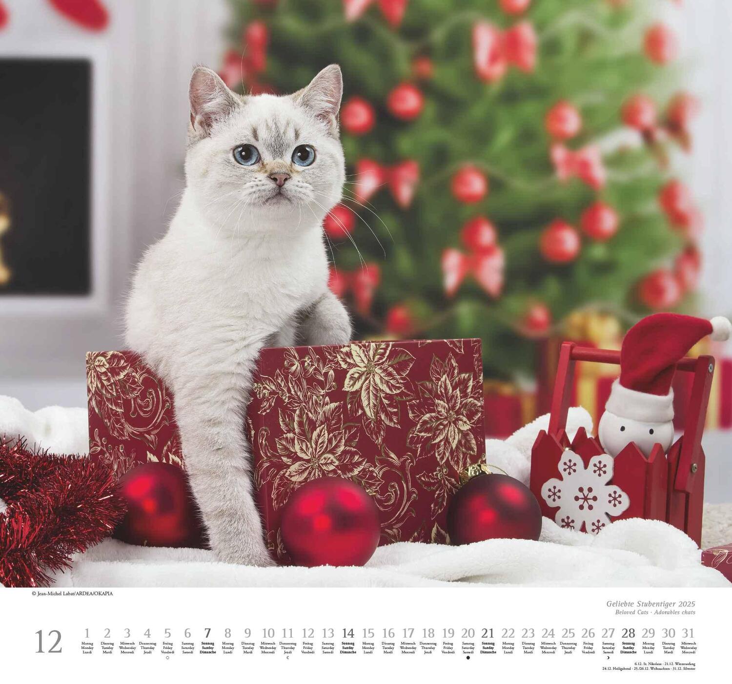 Bild: 4250809652498 | Geliebte Stubentiger 2025 - DUMONT Wandkalender - mit den...