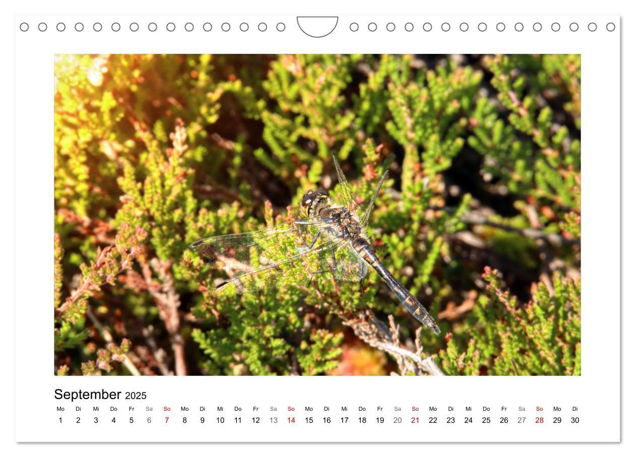 Bild: 9783435026791 | Rotes und Schwarzes Moor (Wandkalender 2025 DIN A4 quer), CALVENDO...