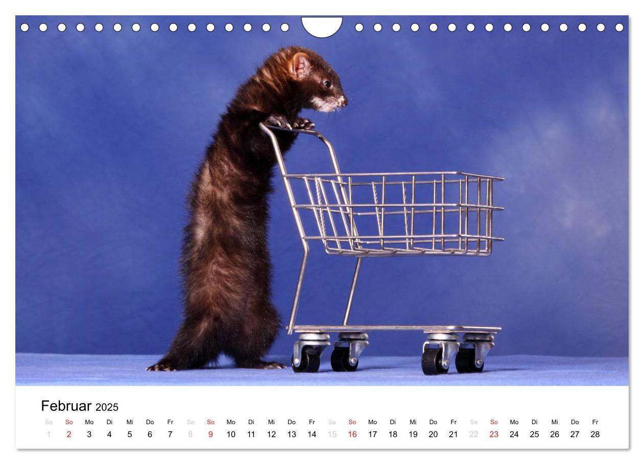 Bild: 9783435840083 | Frettchen - Ferrets (Wandkalender 2025 DIN A4 quer), CALVENDO...