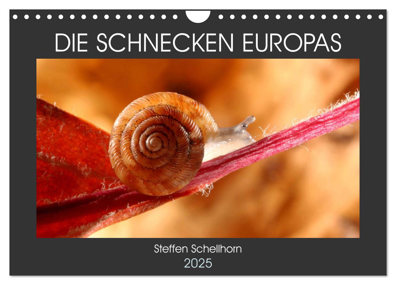 Cover: 9783435076338 | DIE SCHNECKEN EUROPAS (Wandkalender 2025 DIN A4 quer), CALVENDO...