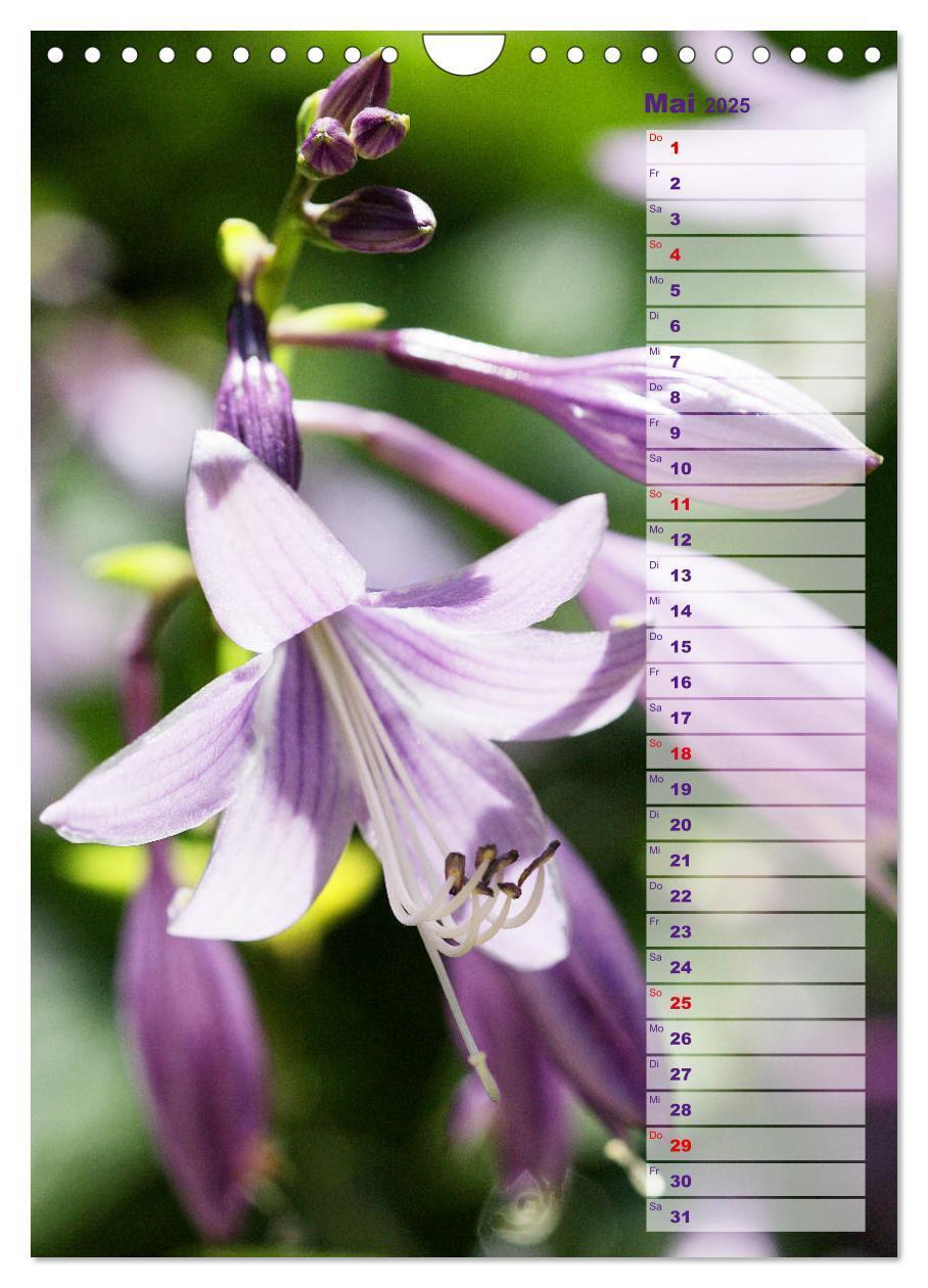 Bild: 9783435974887 | Hostas Herzblattlilien Funkien (Wandkalender 2025 DIN A4 hoch),...