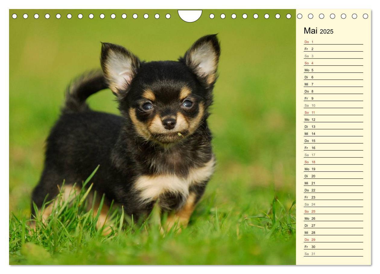 Bild: 9783435541546 | Chihuahua - Kleine Hunde ganz groß (Wandkalender 2025 DIN A4 quer),...