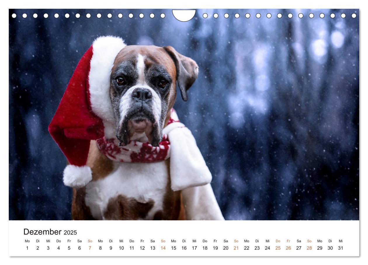 Bild: 9783435160907 | Deutscher Boxer (Wandkalender 2025 DIN A4 quer), CALVENDO...