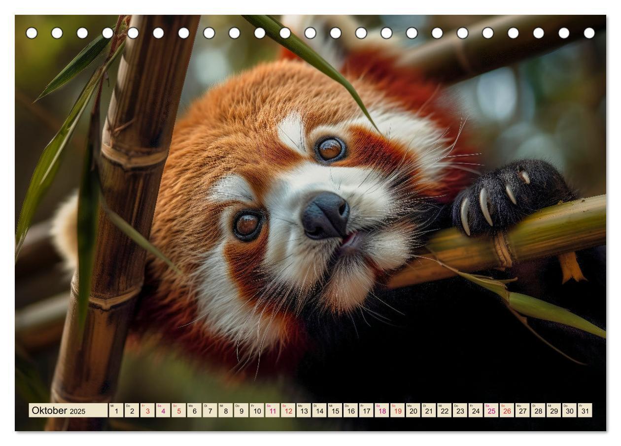 Bild: 9783383905902 | Roter Panda - gefährdeter Katzenbär (Tischkalender 2025 DIN A5...