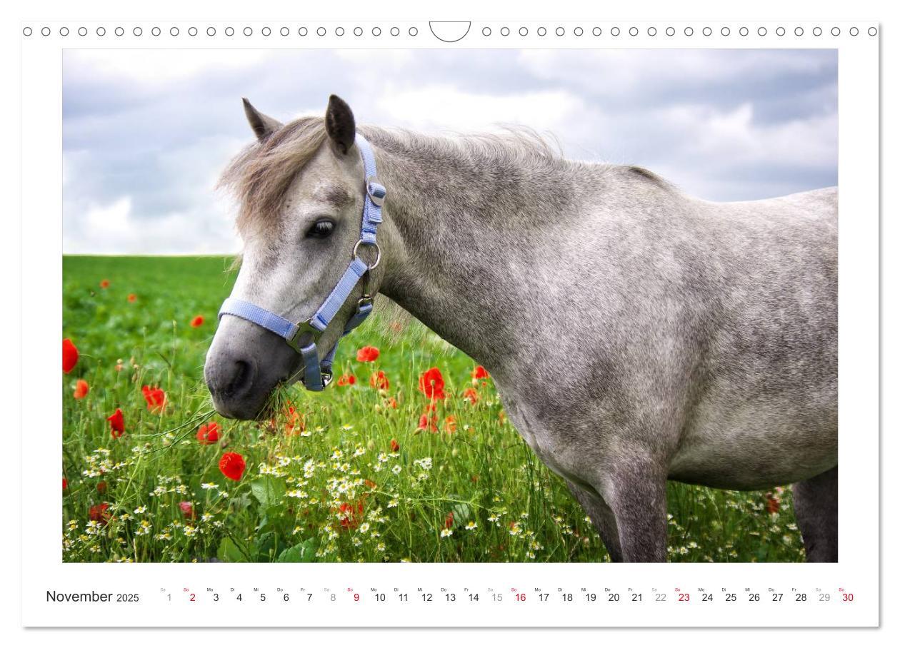 Bild: 9783435694525 | Der Pferdekalender (Wandkalender 2025 DIN A3 quer), CALVENDO...