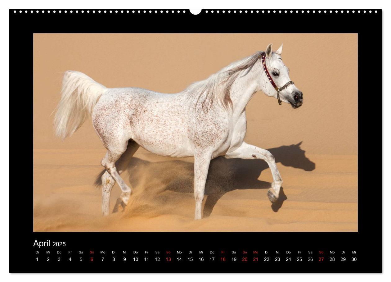 Bild: 9783435788941 | Vollblutaraber (Wandkalender 2025 DIN A2 quer), CALVENDO...