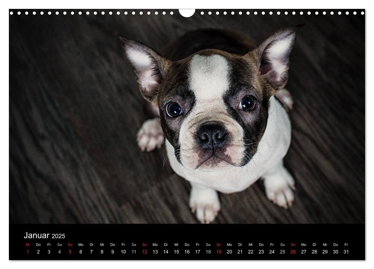 Bild: 9783435613892 | Colored Boston Terrier 2025 (Wandkalender 2025 DIN A3 quer),...