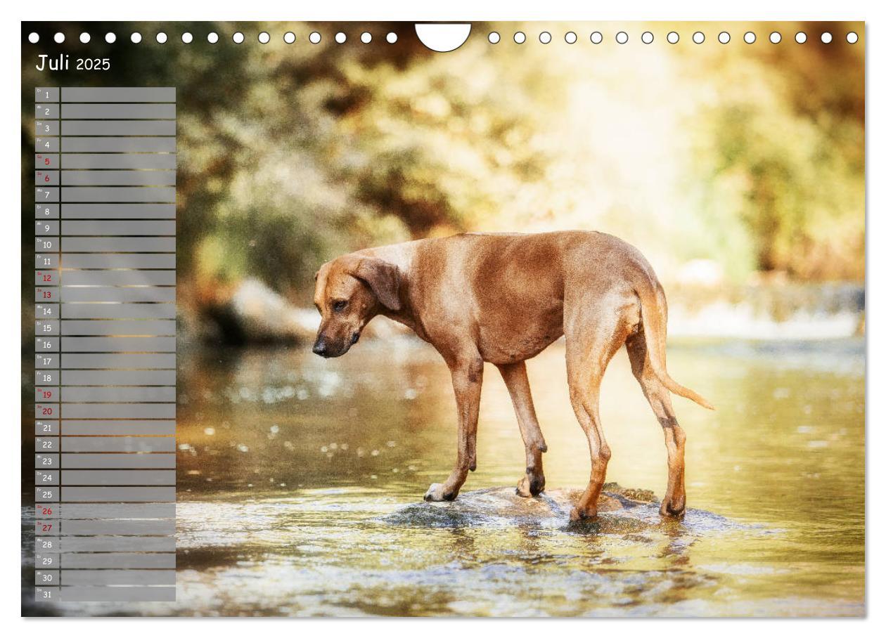 Bild: 9783435358625 | Rhodesian Ridgeback - Herzen auf vier Pfoten (Wandkalender 2025 DIN...