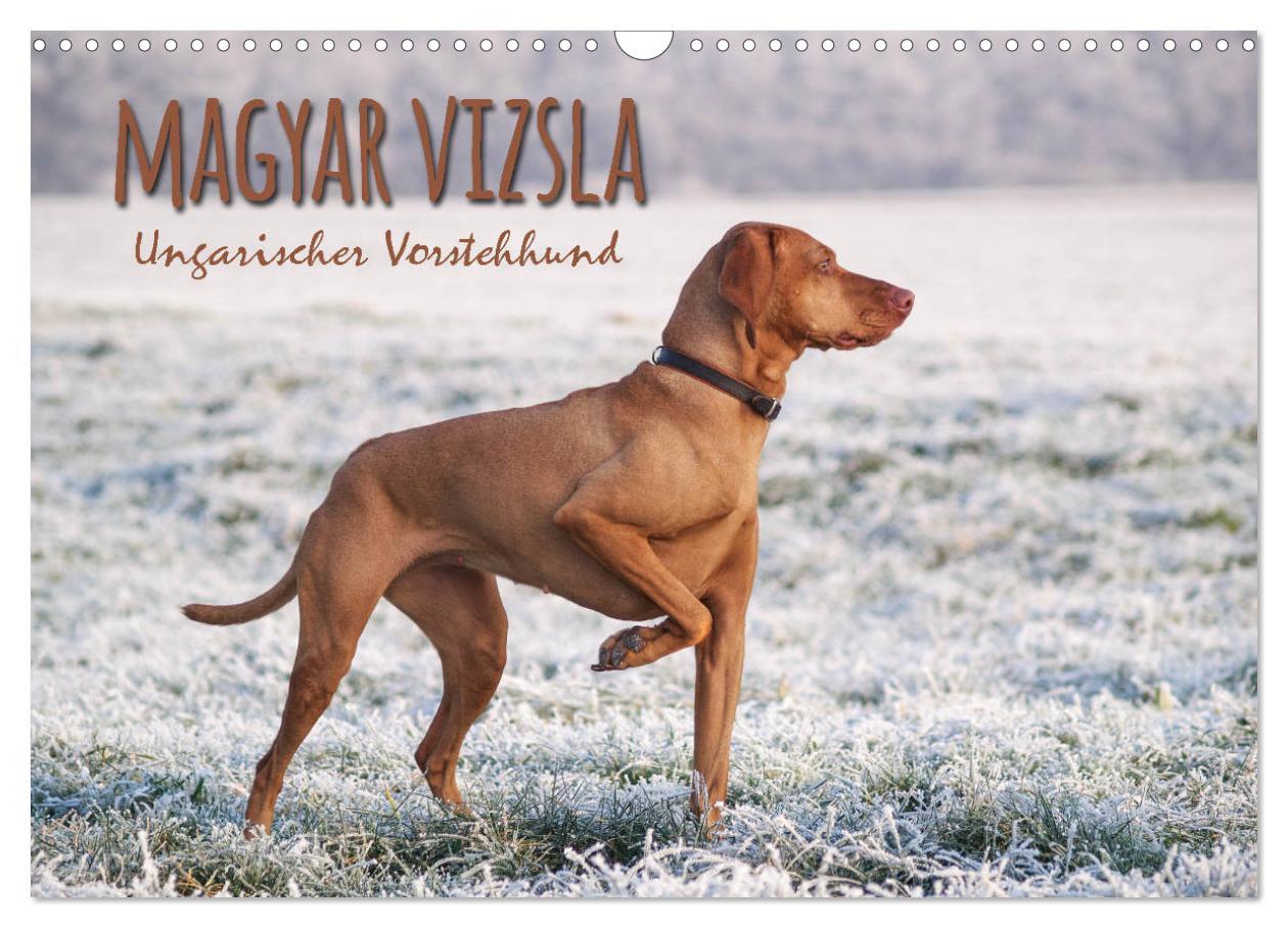 Cover: 9783435307432 | Magyar Vizsla - Ungarischer Vorstehhund (Wandkalender 2025 DIN A3...