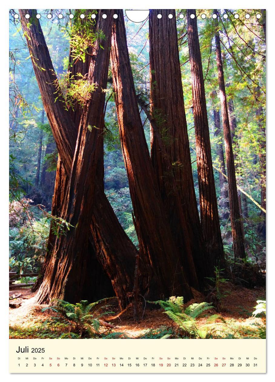 Bild: 9783435979240 | Redwoods - Faszination Mammutbäume (Wandkalender 2025 DIN A4 hoch),...