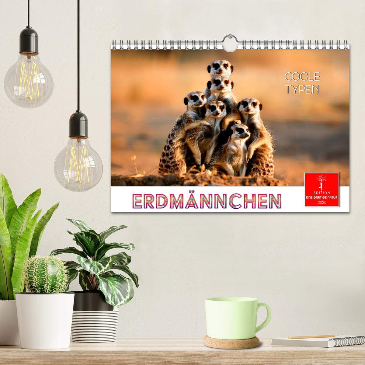 Bild: 9783457215081 | Erdmännchen - coole Typen (Wandkalender 2025 DIN A4 quer), CALVENDO...