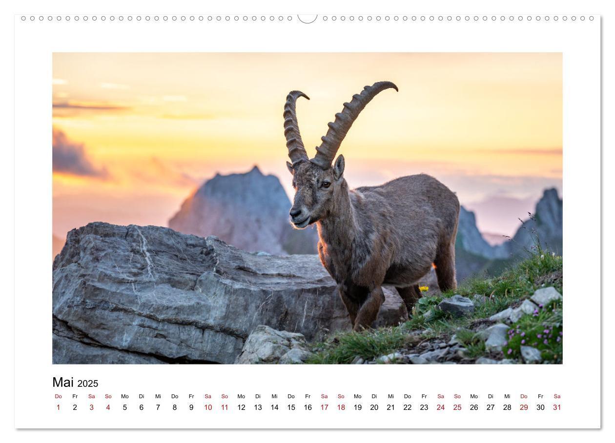 Bild: 9783383907562 | Steinböcke - Die Könige der Alpen (Wandkalender 2025 DIN A2 quer),...