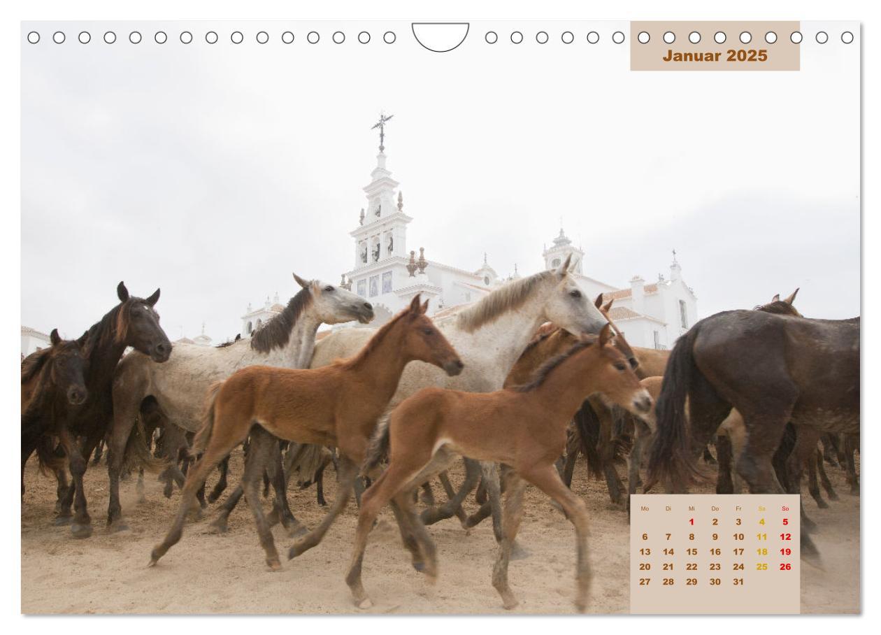 Bild: 9783435105823 | Pferde - Andalusiens wilder Westen (Wandkalender 2025 DIN A4 quer),...