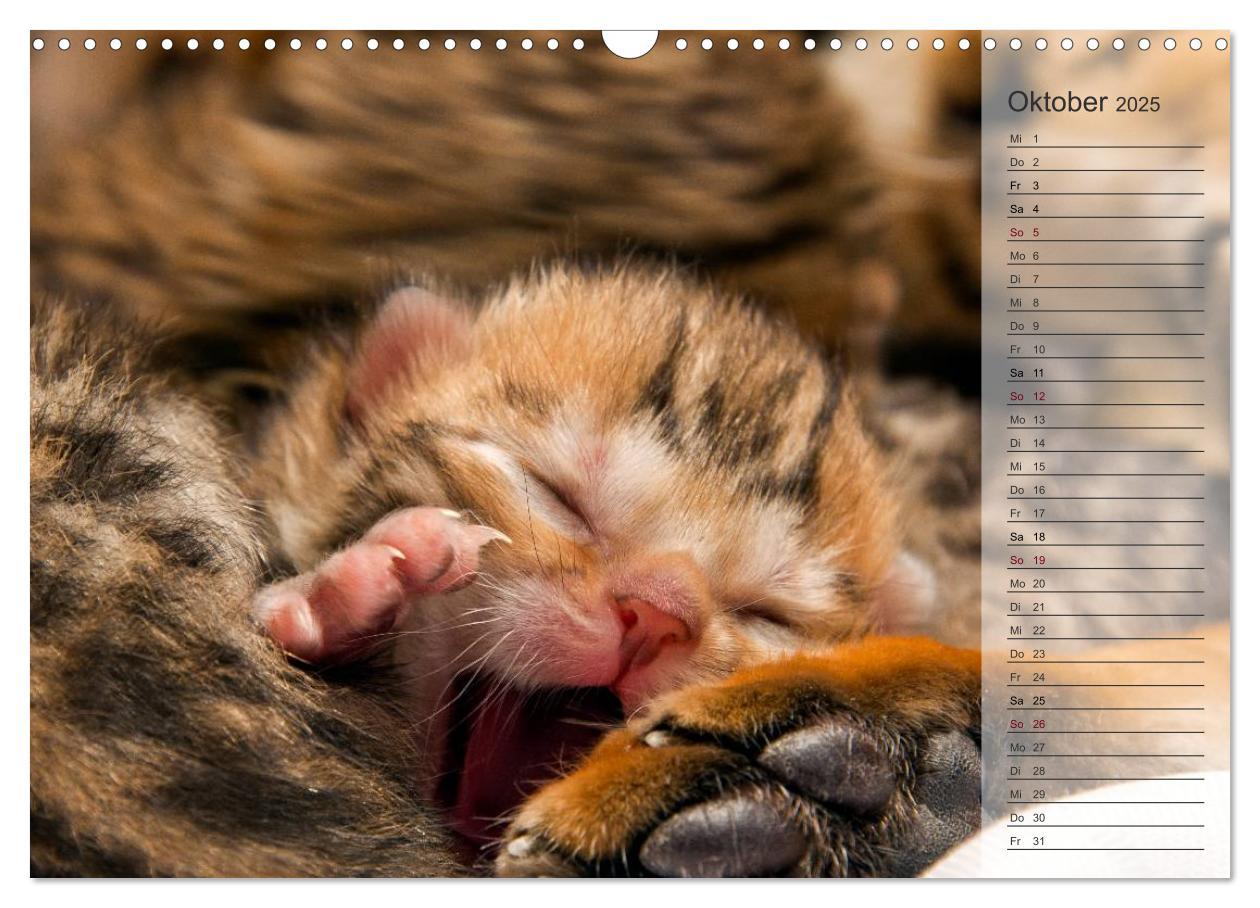 Bild: 9783435593071 | Die Bengalkatze. Edition Jungtiere (Wandkalender 2025 DIN A3 quer),...