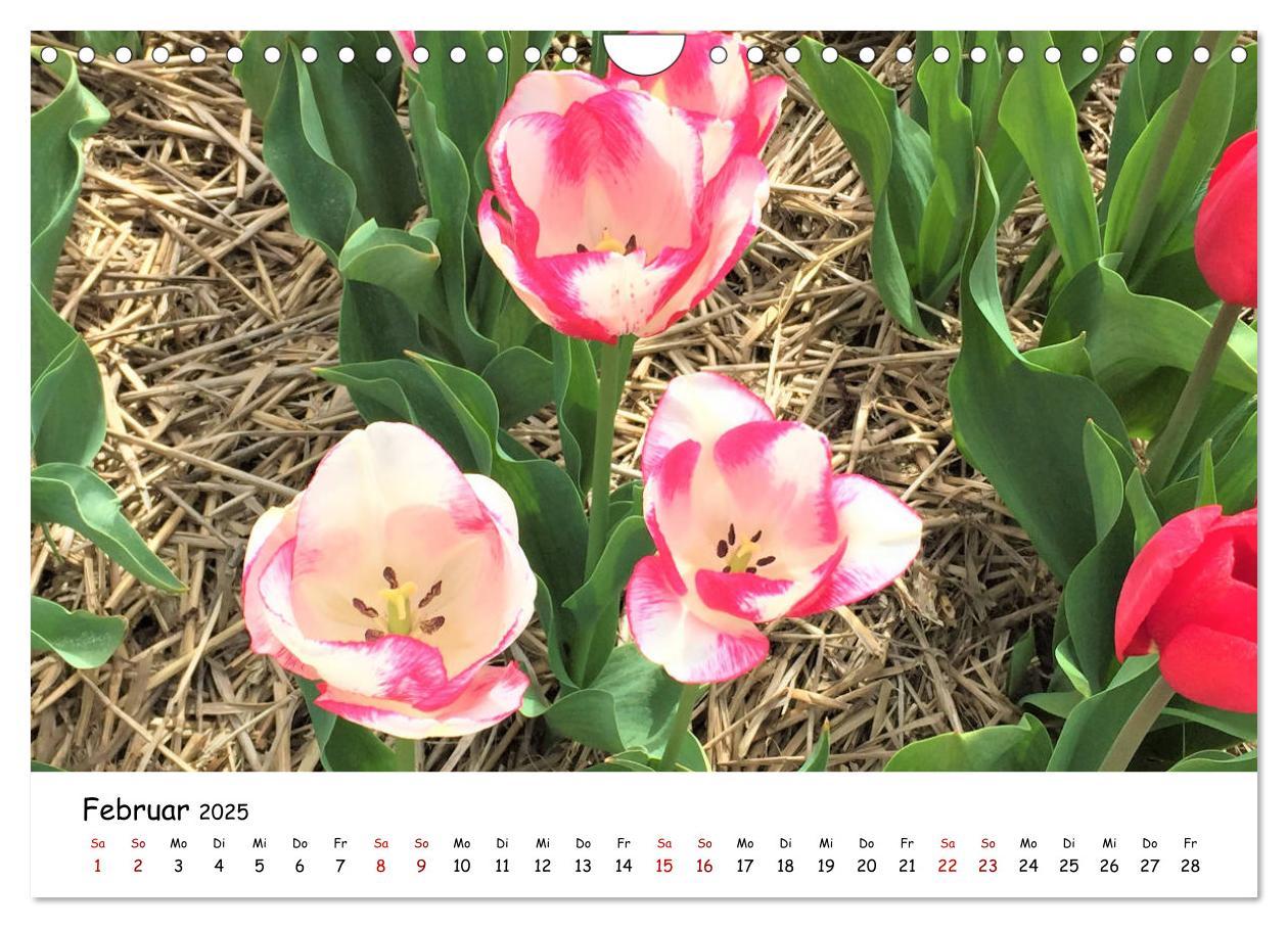 Bild: 9783435261840 | Tulpenblüte in Flevoland 2025 (Wandkalender 2025 DIN A4 quer),...