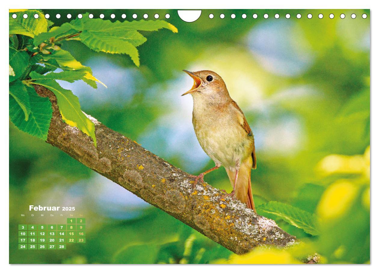 Bild: 9783383850691 | Amsel, Fink und Star: Heimische Vögel (Wandkalender 2025 DIN A4...