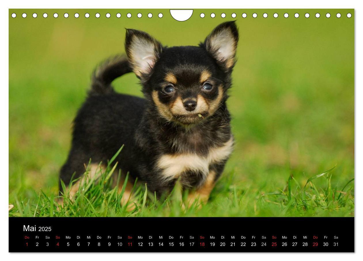 Bild: 9783435767113 | Chihuahua - Kleine Hunde ganz groß (Wandkalender 2025 DIN A4 quer),...