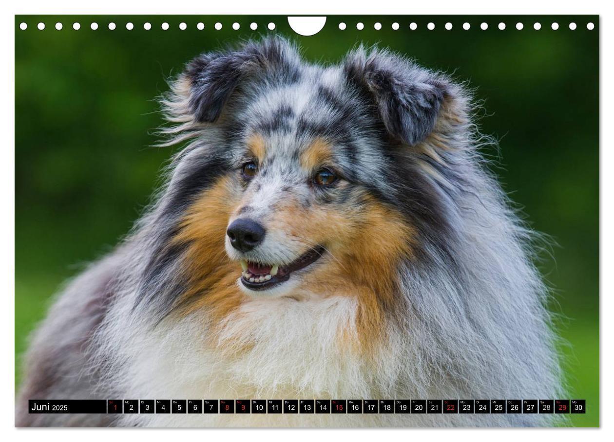 Bild: 9783435569878 | Traumhund Sheltie (Wandkalender 2025 DIN A4 quer), CALVENDO...