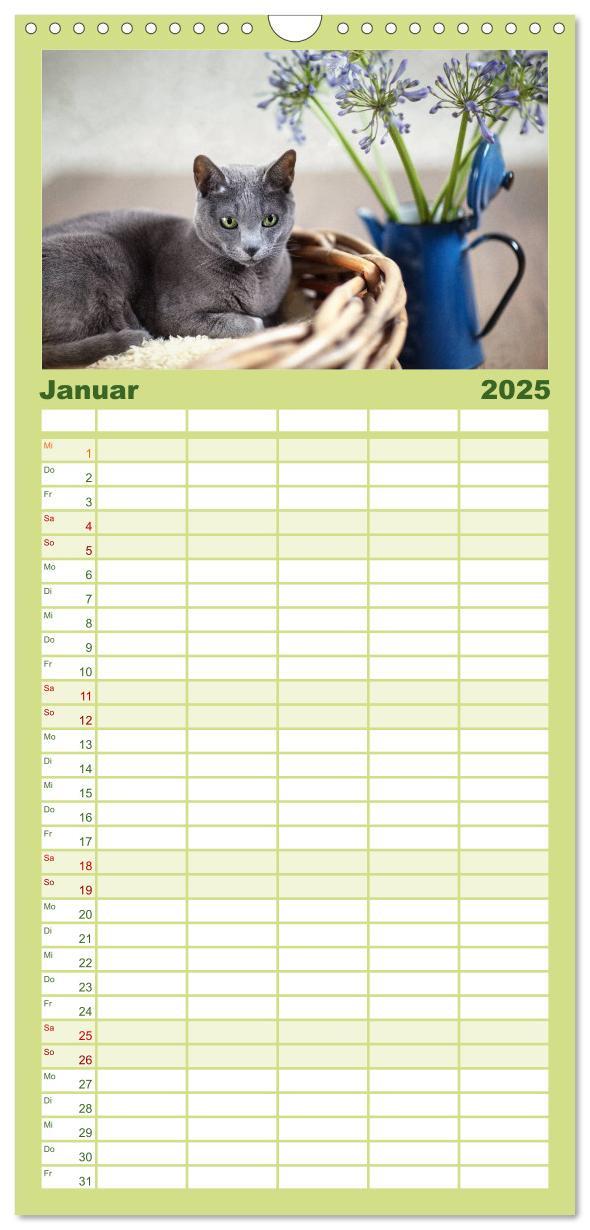 Bild: 9783457111178 | Familienplaner 2025 - Katzen mit 5 Spalten (Wandkalender, 21 x 45...