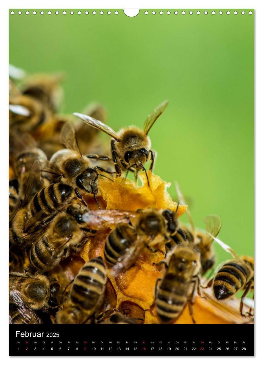 Bild: 9783457052532 | Bienenkalender (Wandkalender 2025 DIN A3 hoch), CALVENDO...