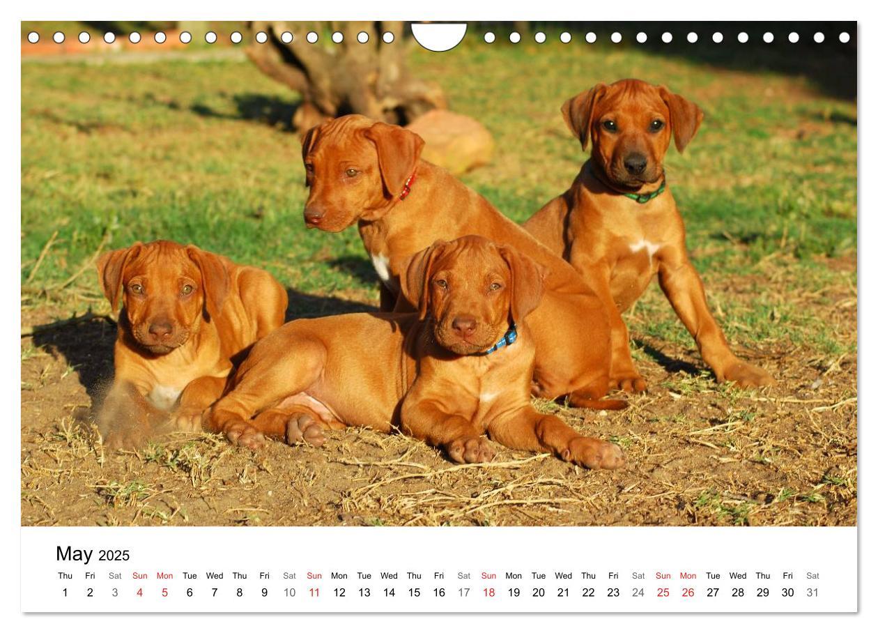 Bild: 9781325960699 | Rhodesian Ridgeback Puppies (Wall Calendar 2025 DIN A4 landscape),...