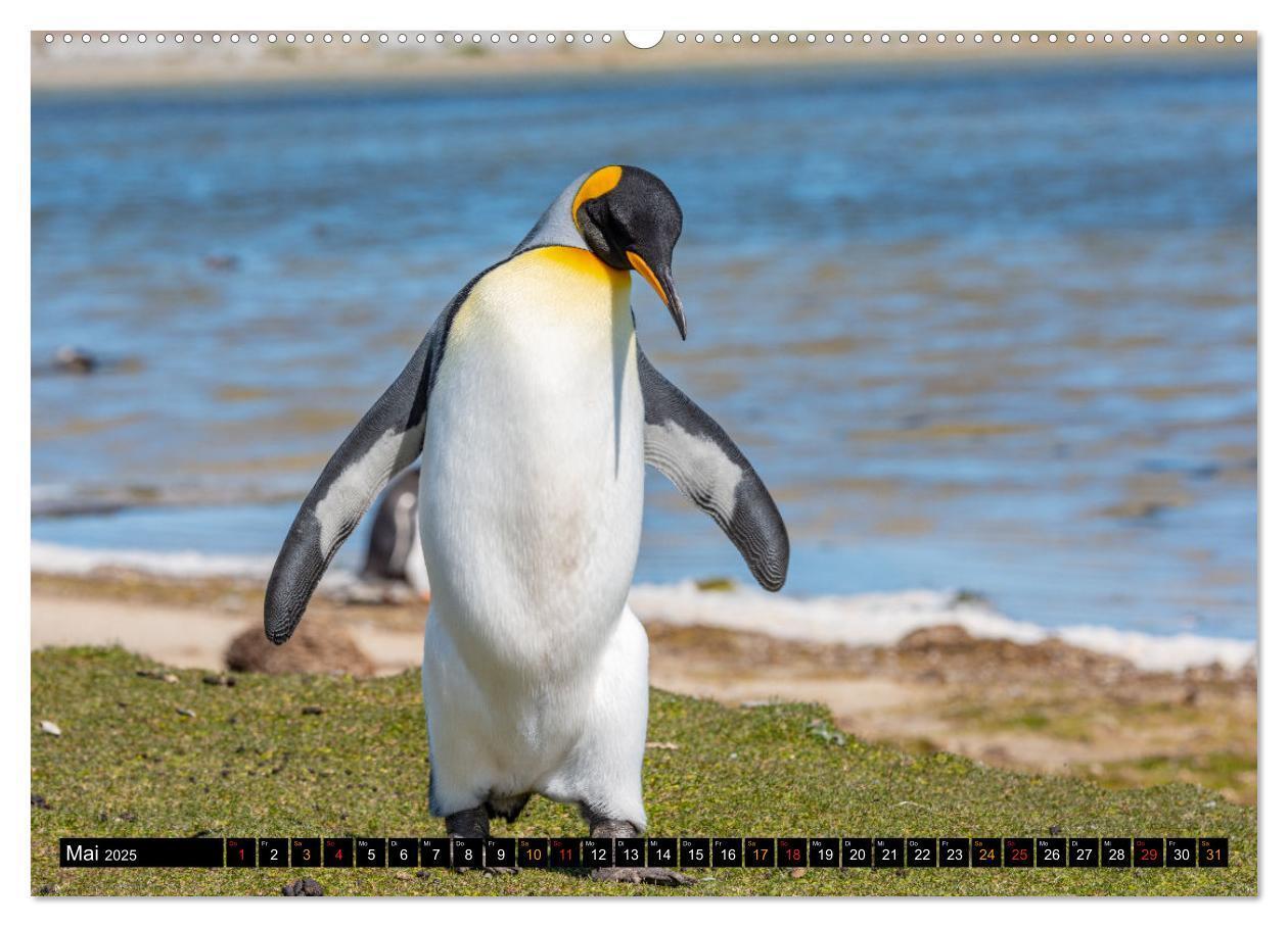 Bild: 9783435077793 | Königspinguine an der Bluff Cove (hochwertiger Premium Wandkalender...