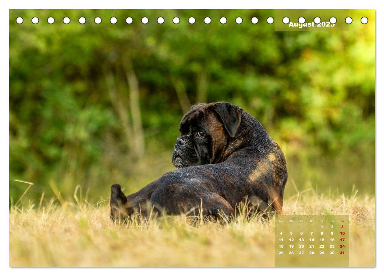 Bild: 9783435178575 | Einmal Boxer - immer Boxer (Tischkalender 2025 DIN A5 quer),...