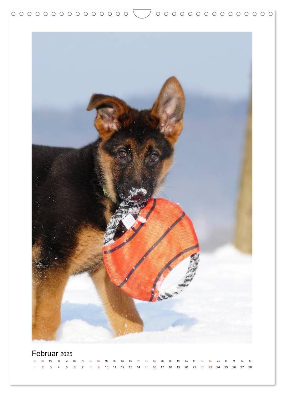 Bild: 9783457012345 | Deutscher Schäferhund - unser bester Freund (Wandkalender 2025 DIN...