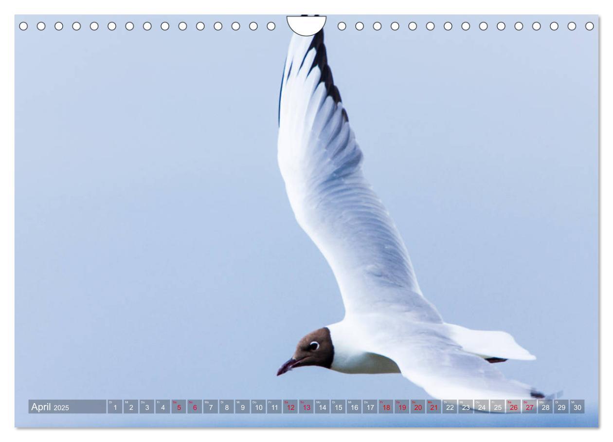 Bild: 9783435427918 | Sankt Peter-Ording. Sonne - Strand - Meer (Wandkalender 2025 DIN A4...