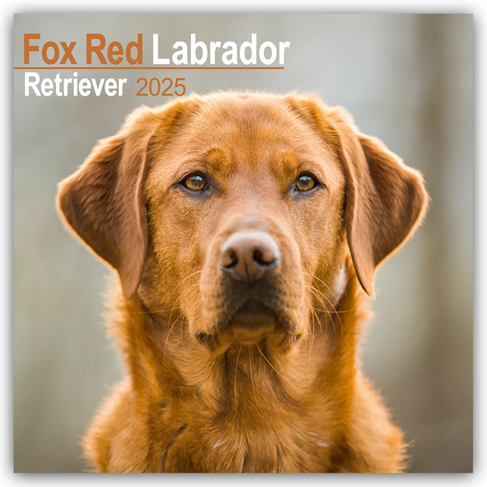 Cover: 9781804603611 | Fox Red Labrador Retriever - Fuchsroter Labrador 2025 Retriever -...