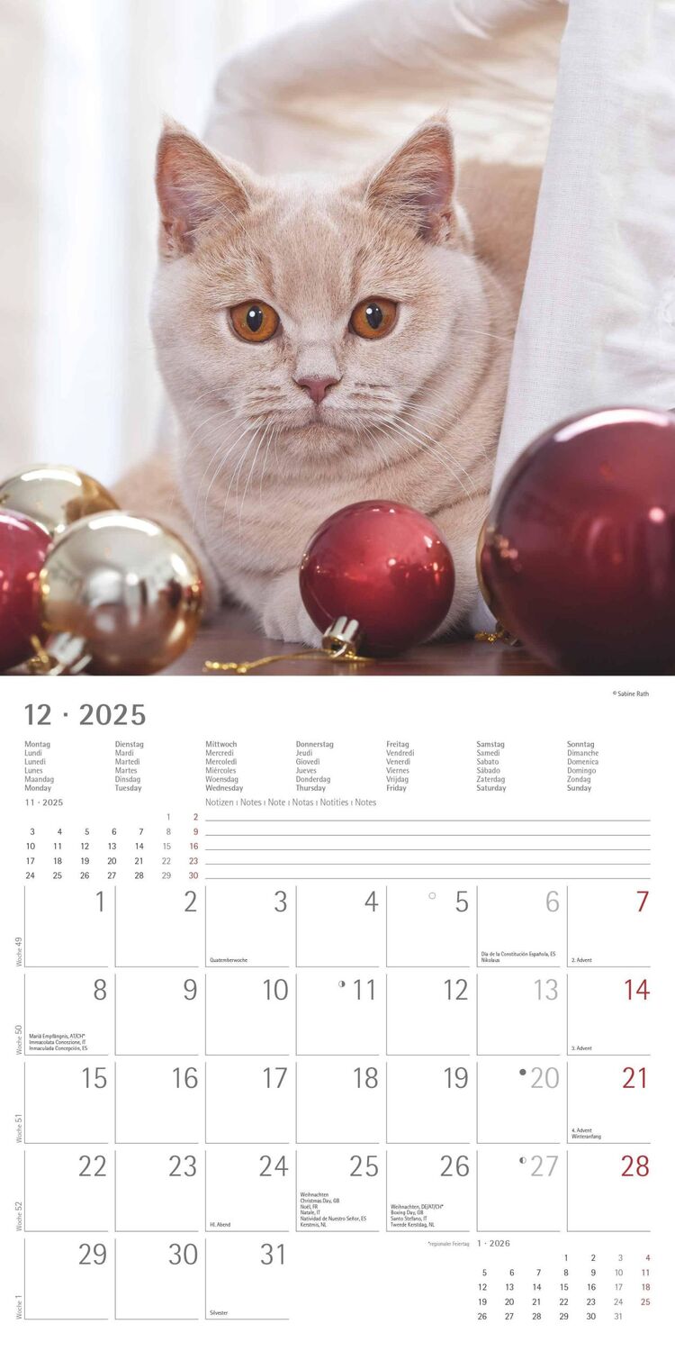 Bild: 4251732340674 | Katzen 2025 - Broschürenkalender 30x30 cm (30x60 geöffnet) -...