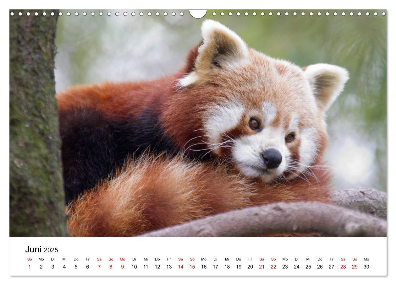 Bild: 9783435330140 | Rote Pandas - geschickte Kletterer (Wandkalender 2025 DIN A3 quer),...