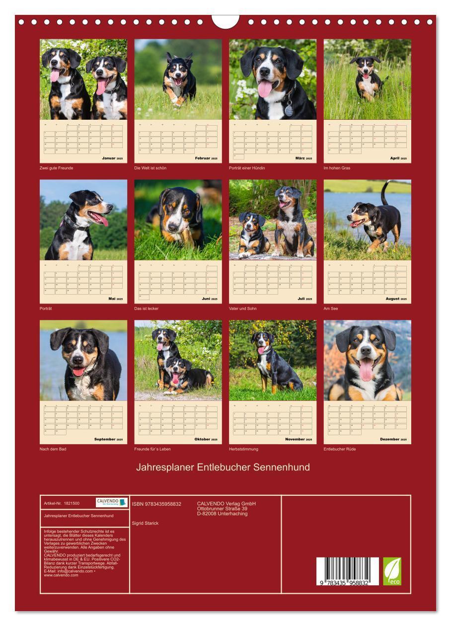 Bild: 9783435958832 | Jahresplaner Entlebucher Sennenhund (Wandkalender 2025 DIN A3...