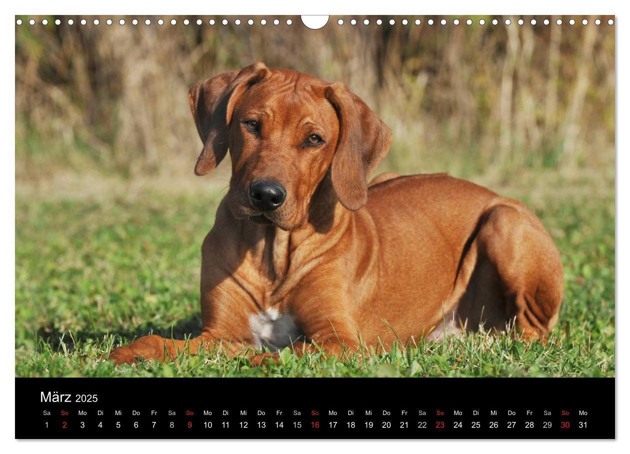 Bild: 9783435759750 | Rhodesian Ridgeback 2025 (Wandkalender 2025 DIN A3 quer), CALVENDO...