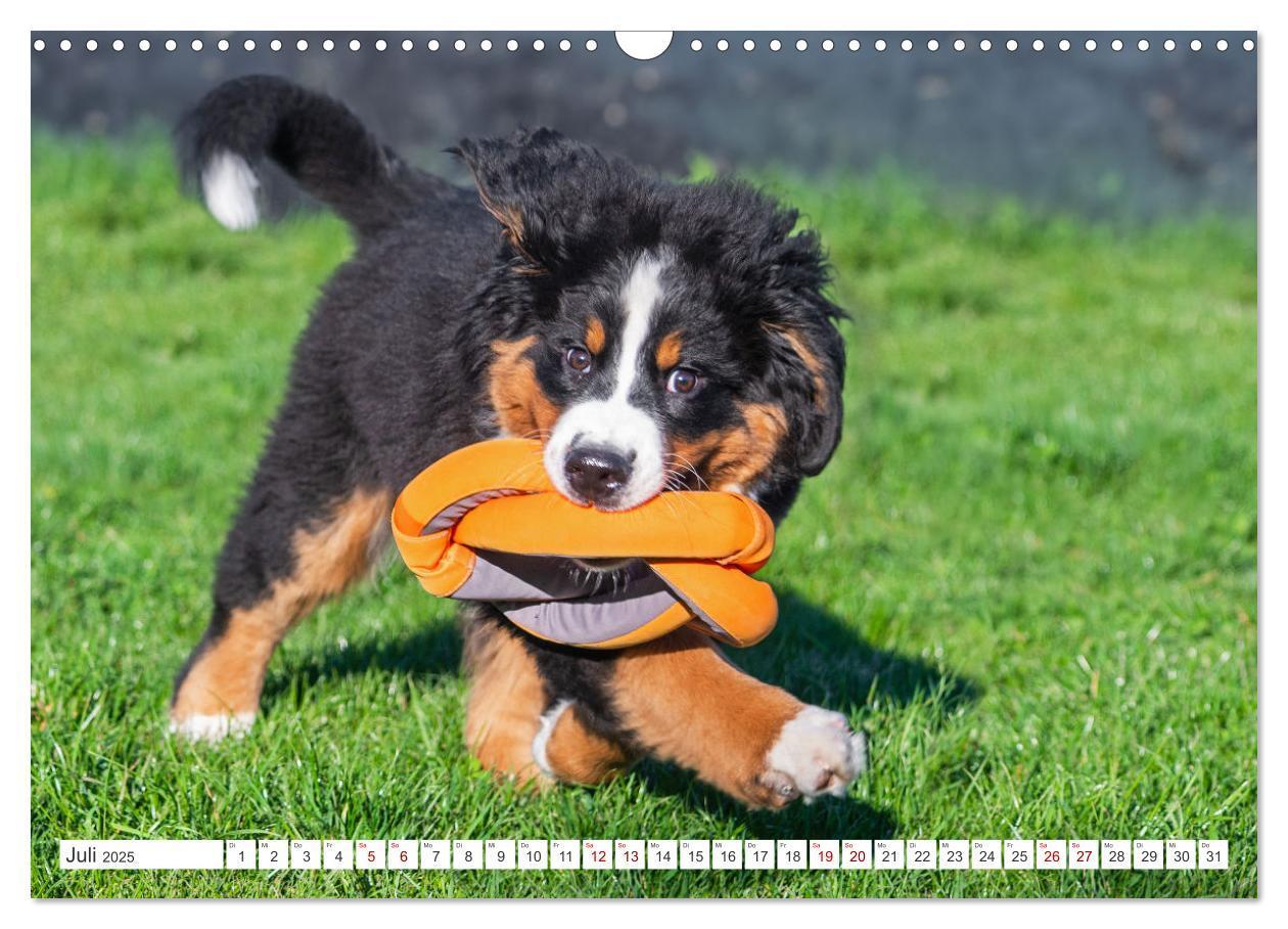 Bild: 9783383847561 | Berner Sennenhund - Ein Freund auf vier Pfoten (Wandkalender 2025...