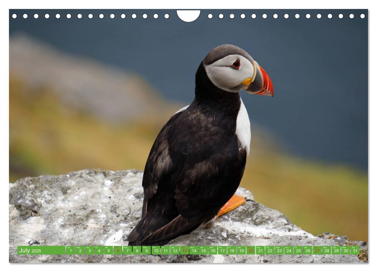 Bild: 9781325944064 | Puffins - small birds very big (Wall Calendar 2025 DIN A4...