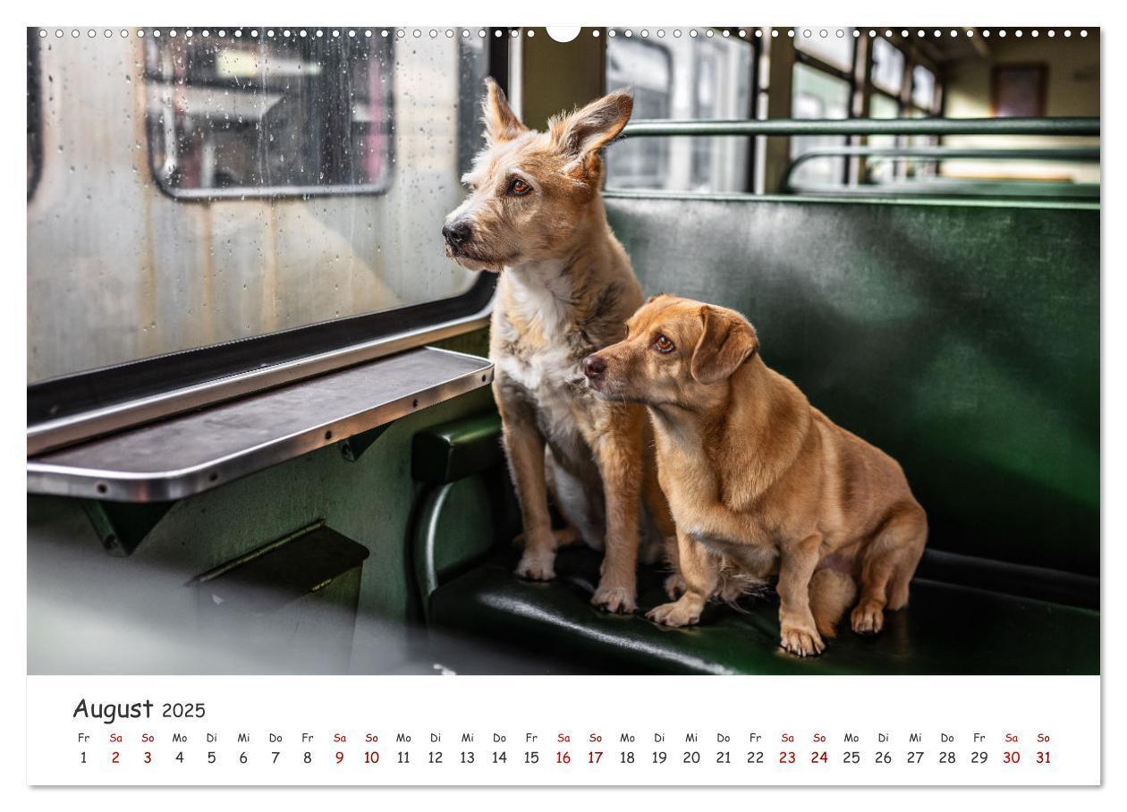 Bild: 9783457183557 | Berlin City Dogs - Berliner Hunde (Wandkalender 2025 DIN A2 quer),...