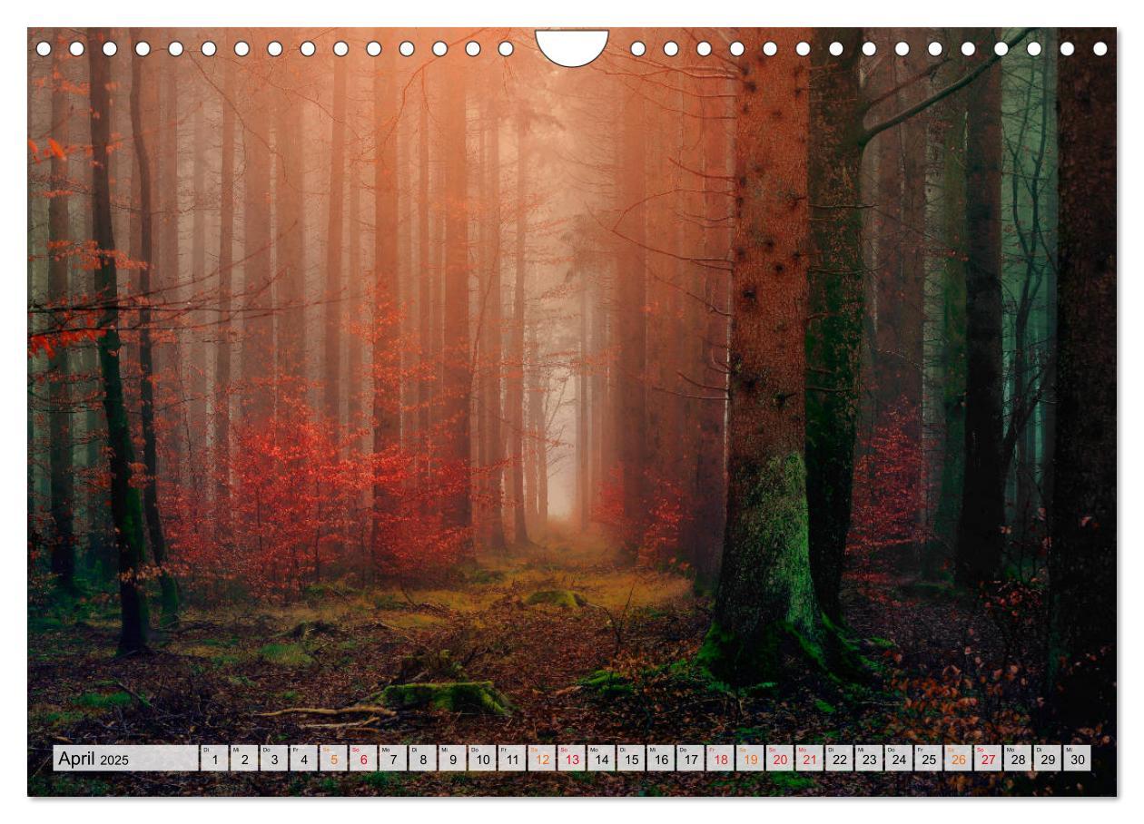 Bild: 9783435071876 | Wald - mystische Spaziergänge (Wandkalender 2025 DIN A4 quer),...