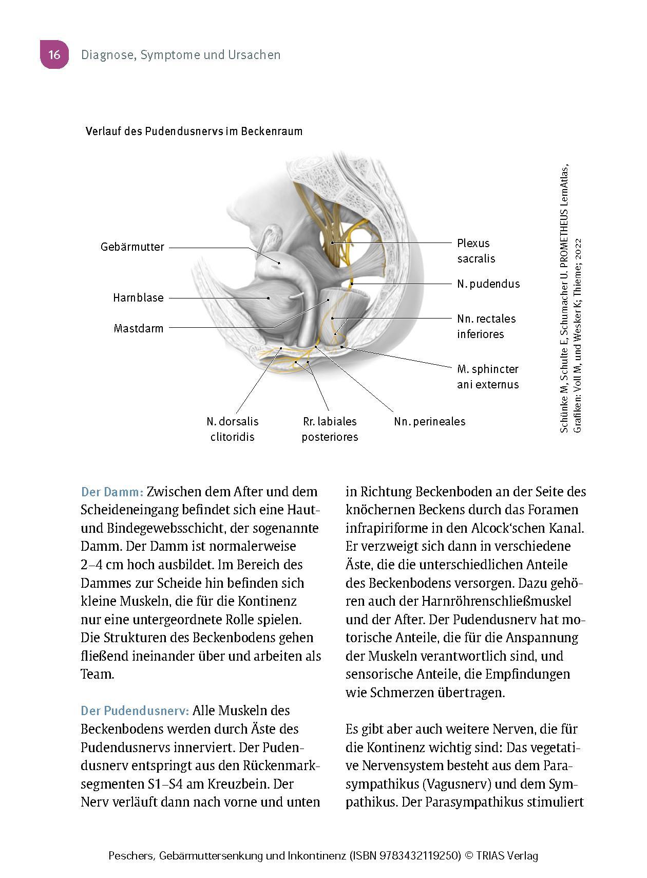 Bild: 9783432119250 | Frauengesundheit: Gebärmuttersenkung und Inkontinenz | Ursula Peschers