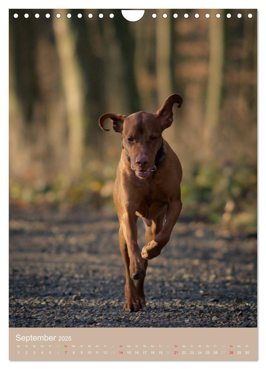 Bild: 9783457016176 | Magyar Vizsla im Portrait (Wandkalender 2025 DIN A4 hoch), CALVENDO...