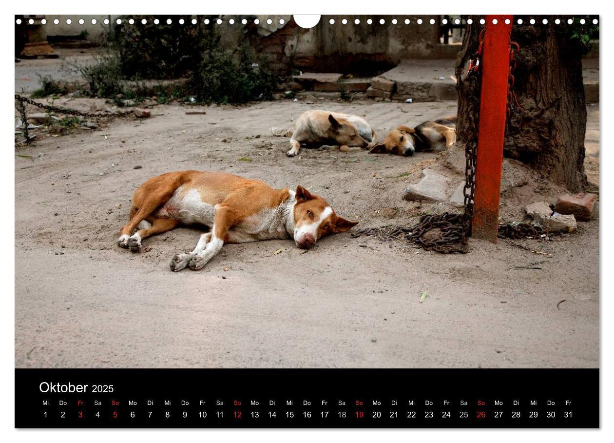 Bild: 9783435801435 | Straßenhunde (Wandkalender 2025 DIN A3 quer), CALVENDO Monatskalender